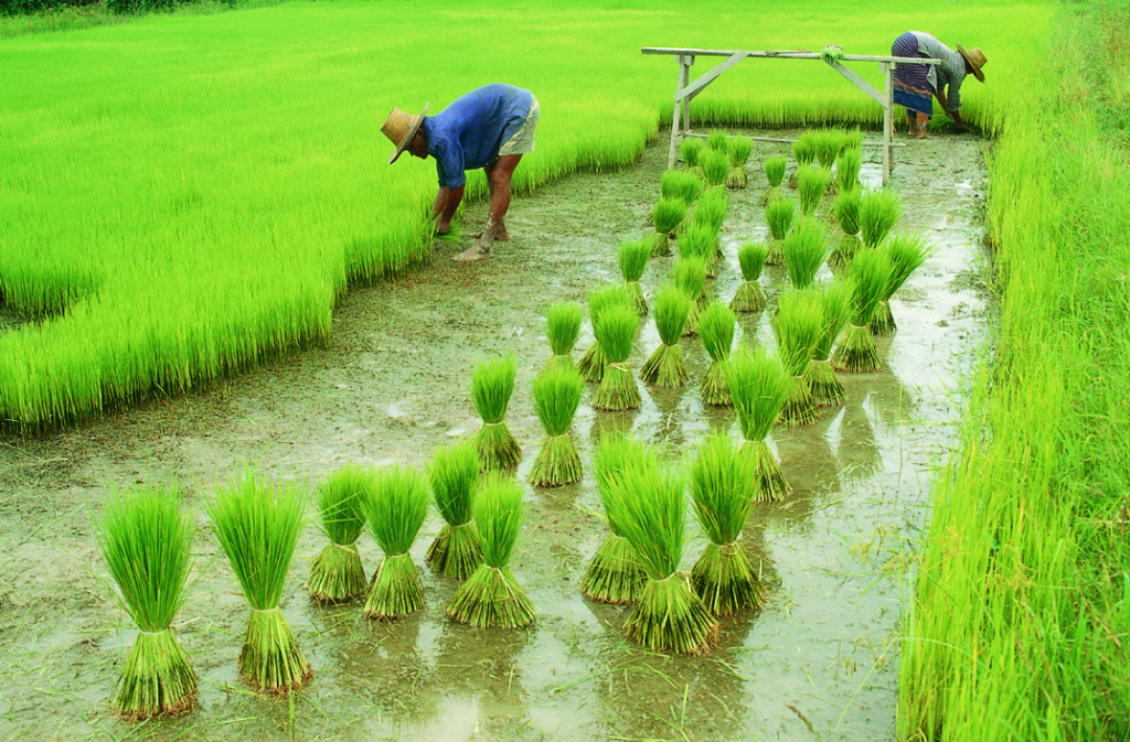 Procurement of crops at minimum support price during 2020-21 Kharif marketing period