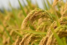 Procurement for KMS 2020-21 continues smoothly in State/UTs with purchase of over 614.27 LMTs of paddy in total About 85.67 Lac farmers have benefitted from KMS procurement Operations with MSP value of Rs. 1,15,974.36 Crore
