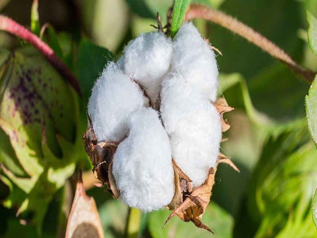 One third of India’s cotton growing regions face severe climate risks by 2040 if carbon emissions continue to soar