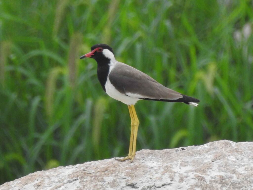 The Deccan Bird watchers visited the NITHM campus