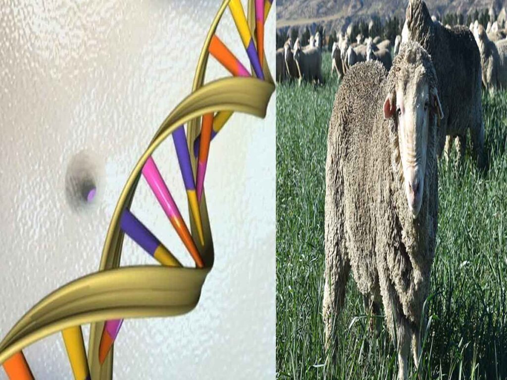 Male hormones accelerate DNA aging