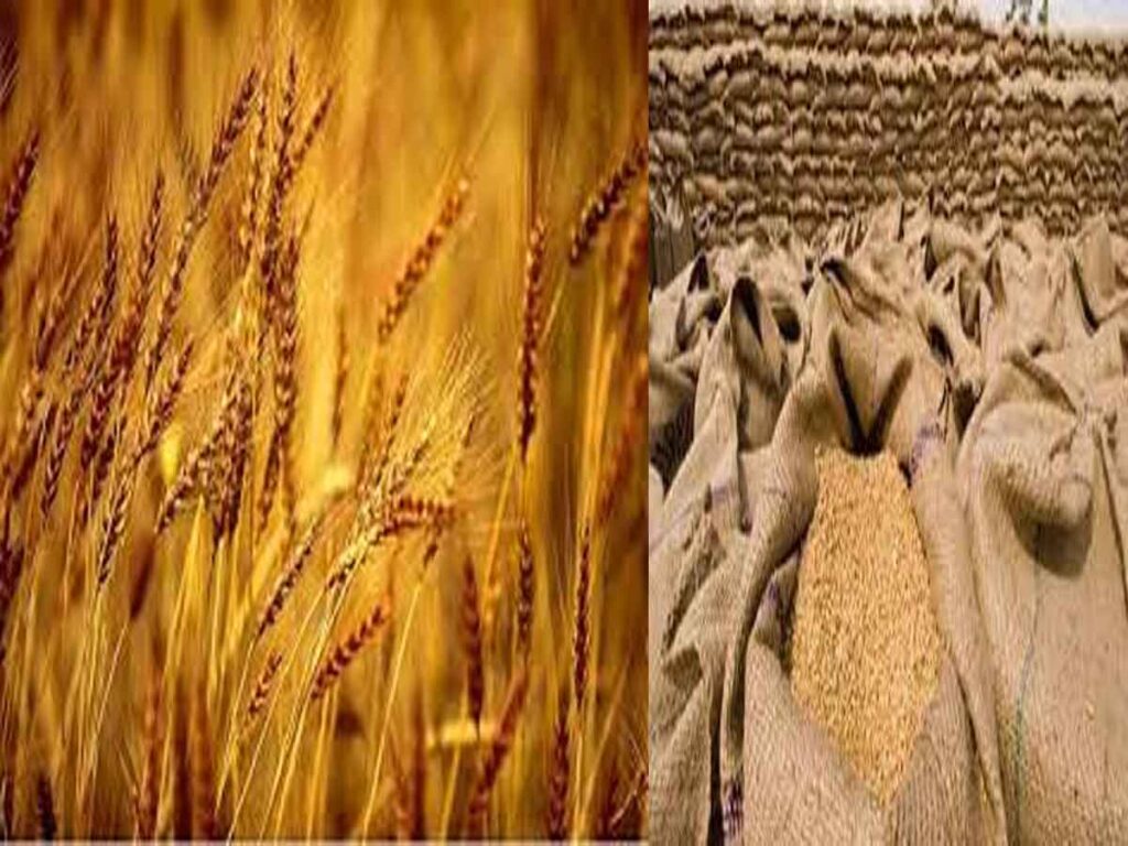 Rs 11,141.28 Crores paid to the farmers as MSP in Uttar Pradesh as the State records highest ever procurement of Wheat