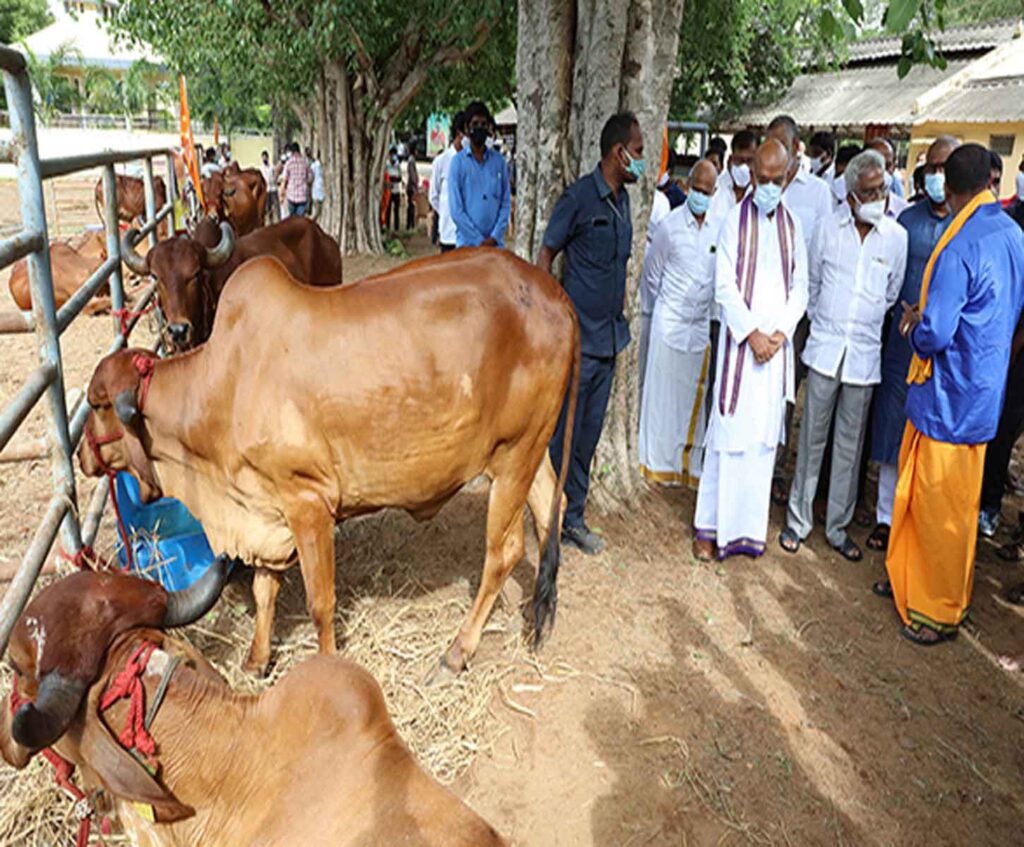 DARSI MLA SRI VENUGOPAL DONATES 25 GIR BREED COWS