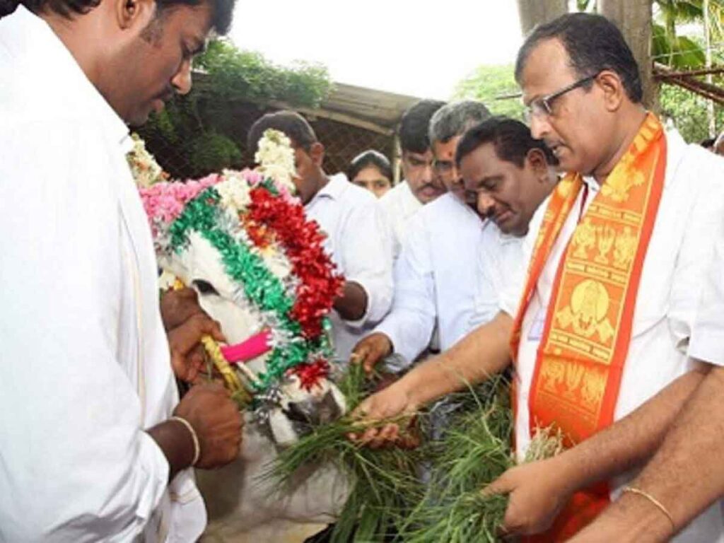 GOKULASTAMI CELEBRATIONS AT SV GOSALA IN TIRUPATI ON AUGUST 30