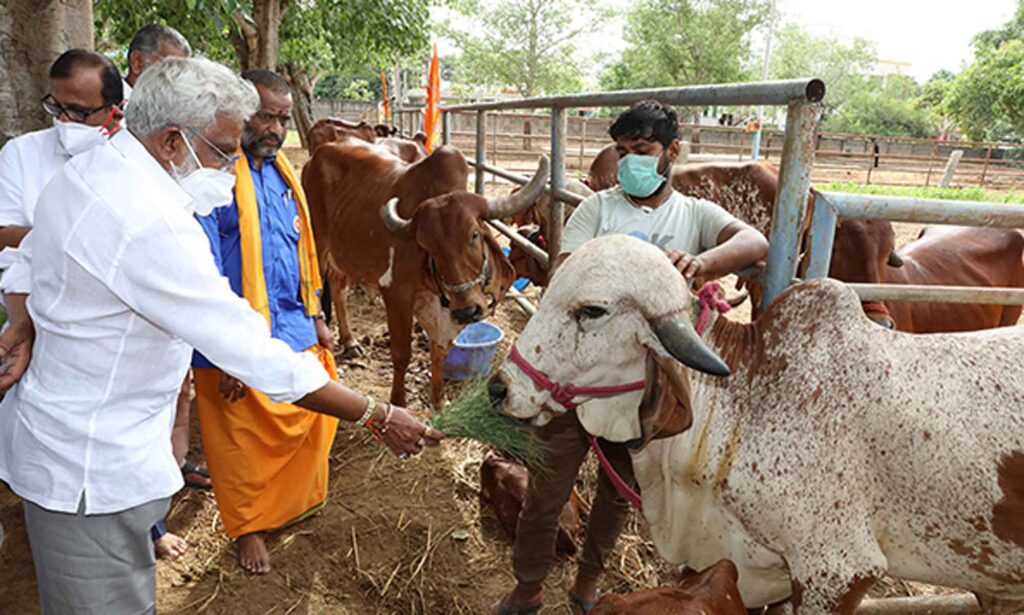 DARSI MLA SRI VENUGOPAL DONATES 25 GIR BREED COWSDARSI MLA SRI VENUGOPAL DONATES 25 GIR BREED COWS