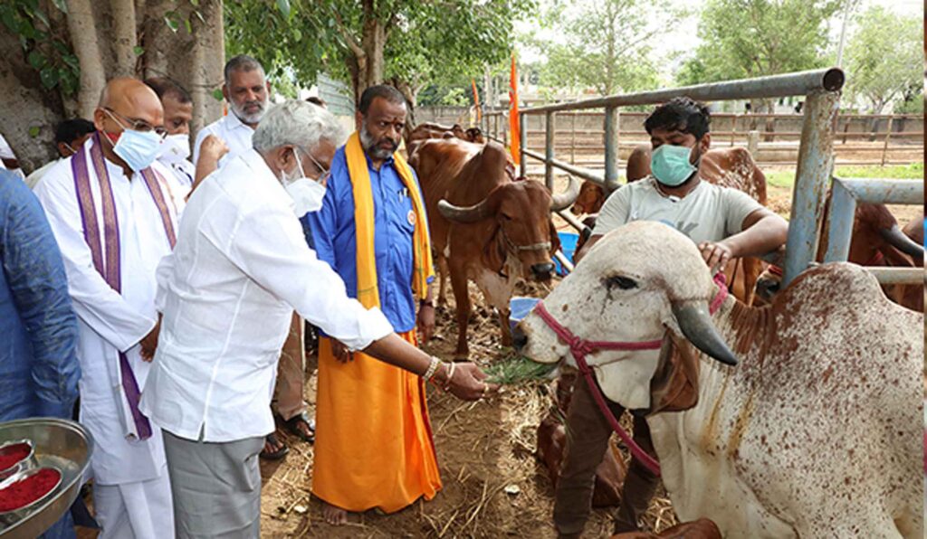 DARSI MLA SRI VENUGOPAL DONATES 25 GIR BREED COWS