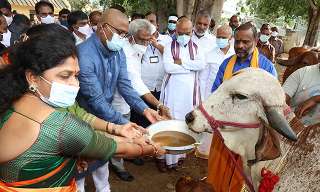 DARSI MLA SRI VENUGOPAL DONATES 25 GIR BREED COWS