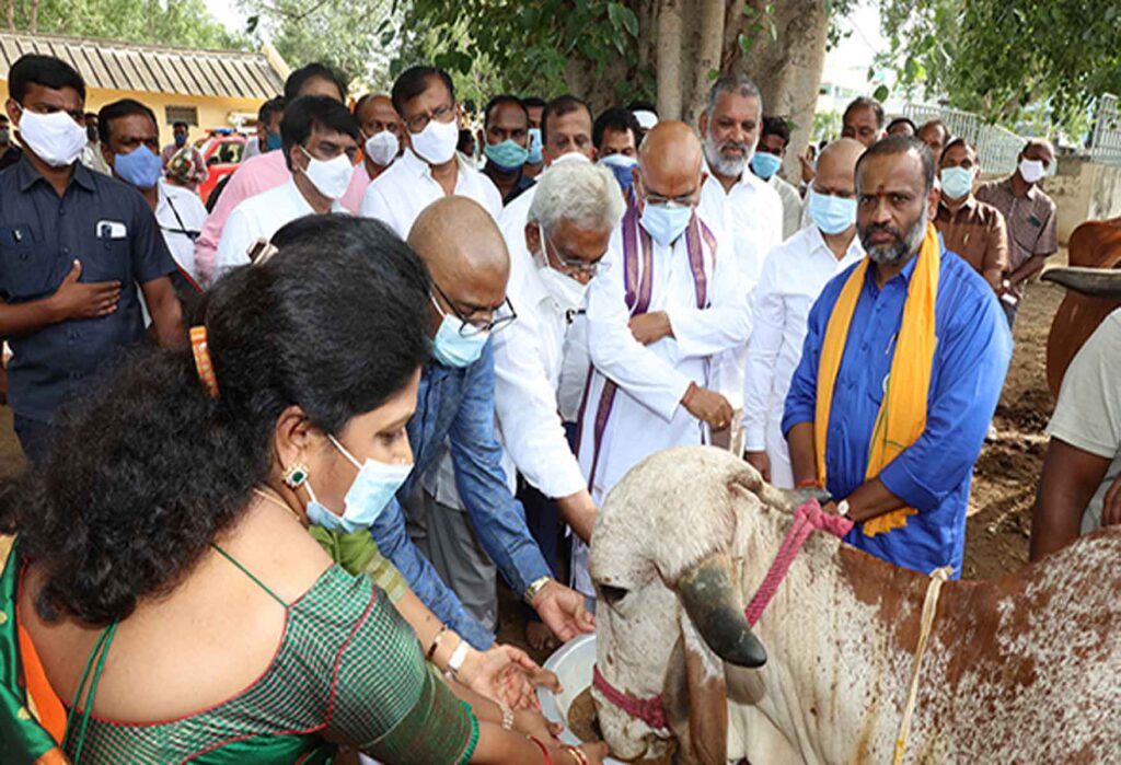 DARSI MLA SRI VENUGOPAL DONATES 25 GIR BREED COWS