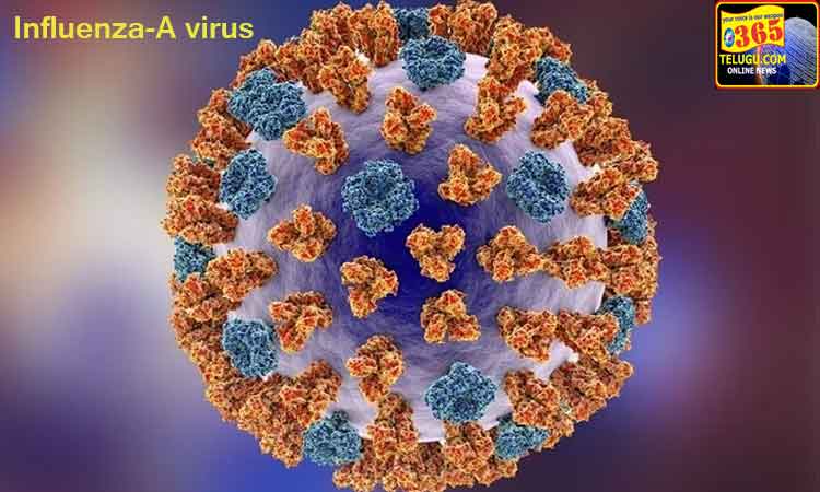 influenza-A-virus_365