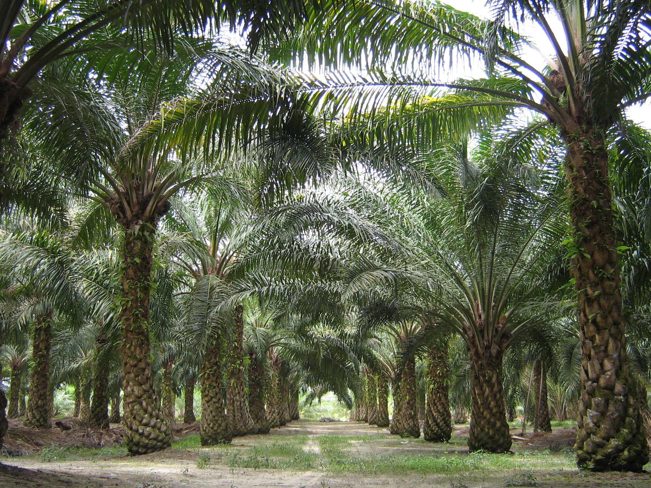 Telangana can Emerge as the Largest Oil Palm Destination in India
