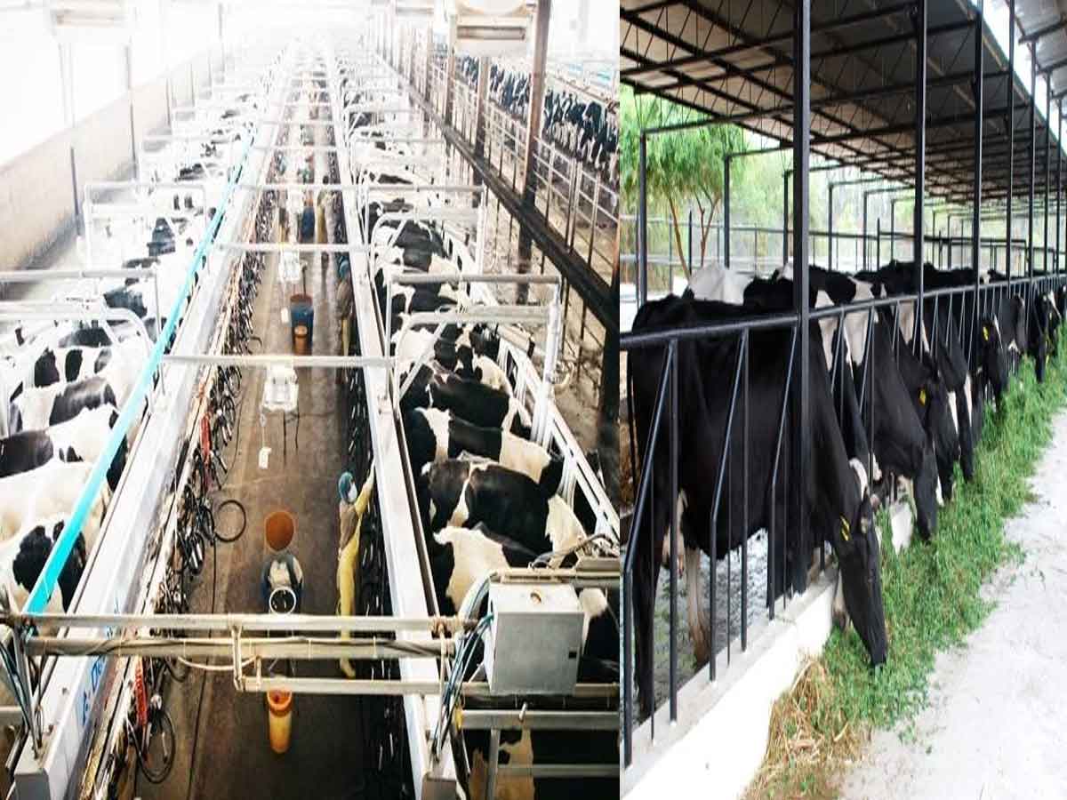 Action Plan to Promote Dairy Industry