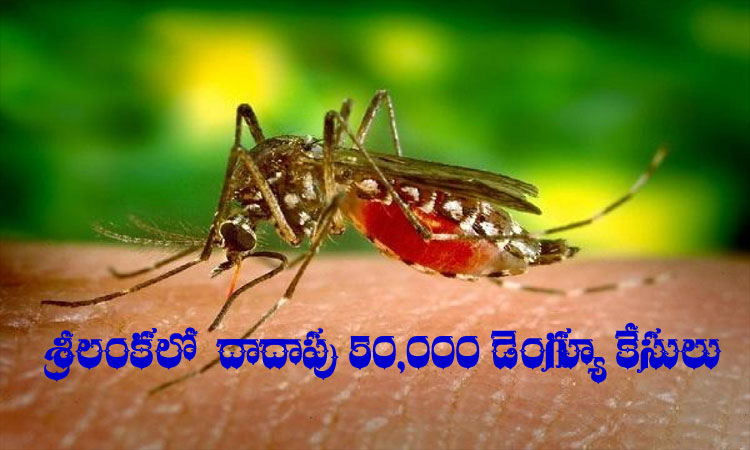 Sri Lanka reports nearly 50,000 dengue cases in 2022