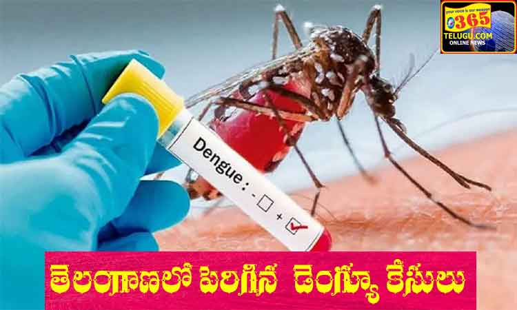 Dengue cases increased in Telangana