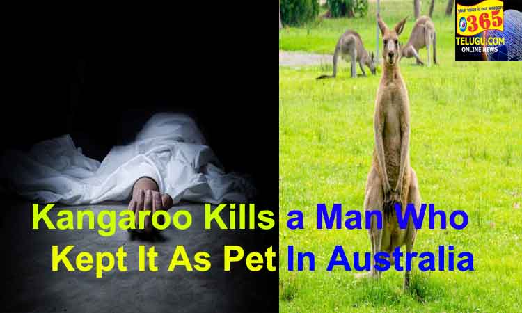 Kangaroo Kills a Man Who Kept It As Pet In Australia