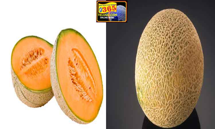 Muskmelon_365