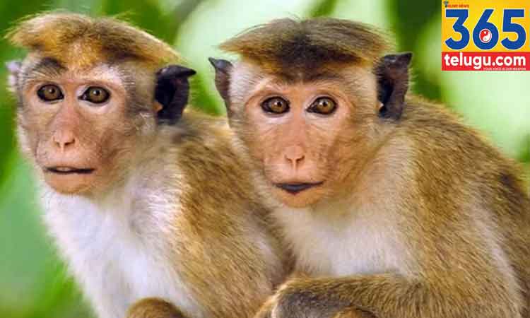 Toque-Macaque-Monkeys_365